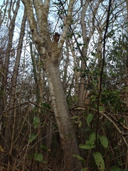 Cnidoscolus megacanthus