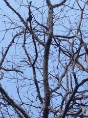 Cnidoscolus megacanthus