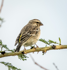 Crithagra reichenowi