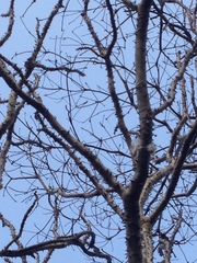 Cnidoscolus megacanthus