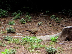 Rhinocrypta lanceolata