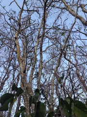 Cnidoscolus megacanthus