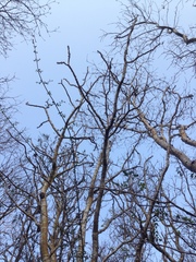 Cnidoscolus megacanthus