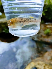 Xiphophorus variatus