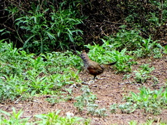 Rhinocrypta lanceolata