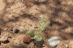Cryptantha decipiens