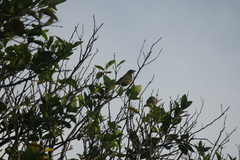 Thraupis