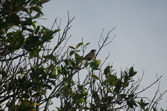 Thraupis