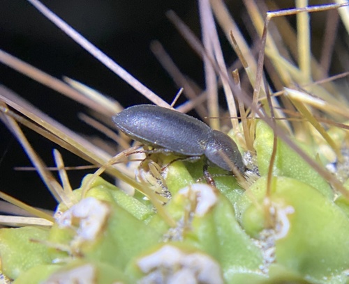 iNaturalist observation photo of Edrotini