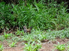 Rhinocrypta lanceolata