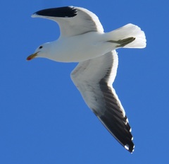 Larus dominicanus