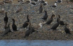 Nannopterum brasilianum