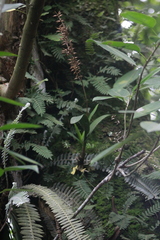 Polystachya concreta