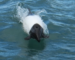 Cephalorhynchus commersonii