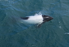 Cephalorhynchus commersonii