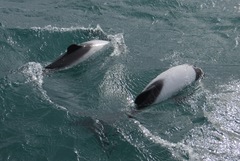 Cephalorhynchus commersonii
