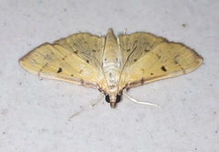 Herpetogramma basalis