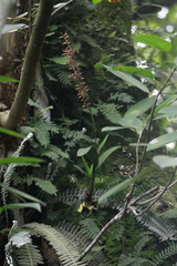 Polystachya concreta