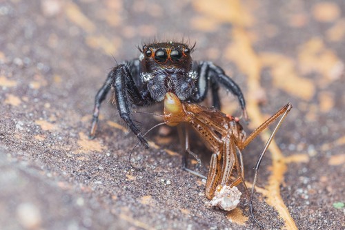 Mediterranean white-banded spider, Barcelona, España, photo 2 of 10