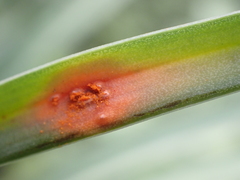 Puccinia asphodeli