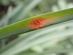 Puccinia asphodeli