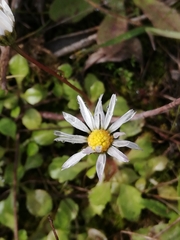 Bellis annua