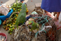 Amazona festiva festiva