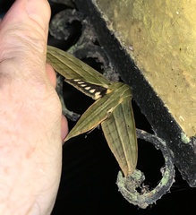 Xylophanes aristor