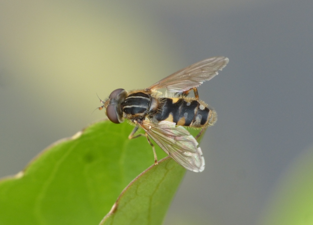 Striped Swamp Fly, photo 1 of 10