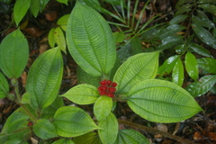 Miconia caquetana