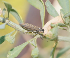 Belidae
