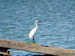 Egretta thula