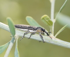 Belidae