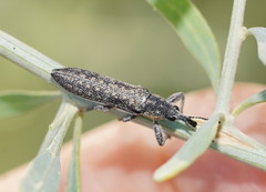 Belidae