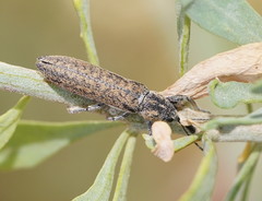 Belidae