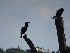 Nannopterum brasilianum