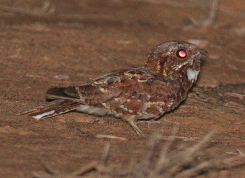 Donaldson Smith's Nightjar (Caprimulgus donaldsoni), photo 9