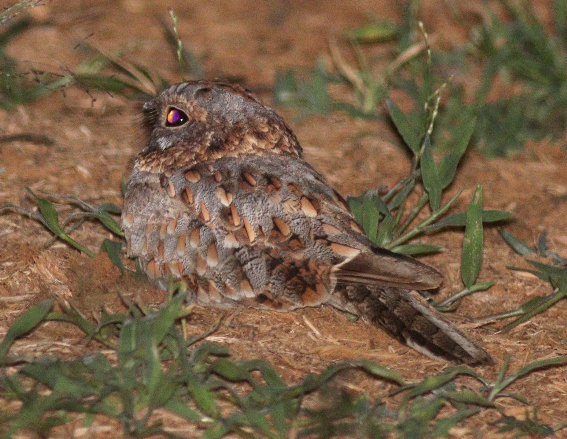 Nubian Nightjar (Caprimulgus nubicus), photo 6