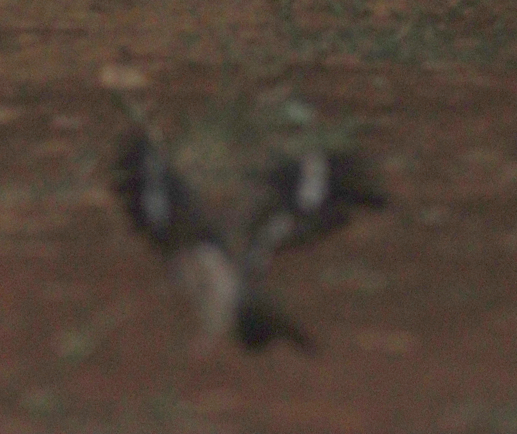 Donaldson Smith's Nightjar (Caprimulgus donaldsoni), photo 5