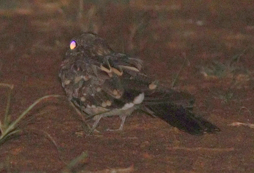 Donaldson Smith's Nightjar (Caprimulgus donaldsoni), photo 8