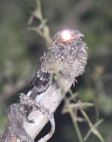 Sombre Nightjar (Caprimulgus fraenatus)