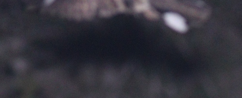 Sombre Nightjar (Caprimulgus fraenatus)