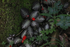 Episcia cupreata