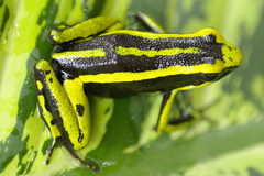 Three-Striped Arrow-Poison Frog photo 4
