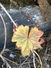 Pelargonium articulatum