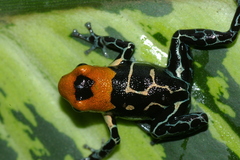 Ranitomeya fantastica