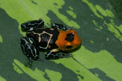 Ranitomeya fantastica