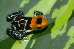 Ranitomeya fantastica