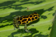 Ranitomeya