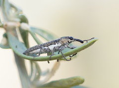 Belidae